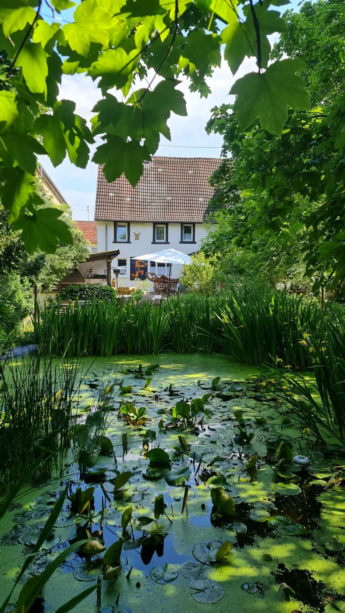 Teich mit Seerosen, dahinter der Künstler-Hof